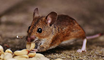 24 Hour & Emergency Exterminators in Aiken, SC